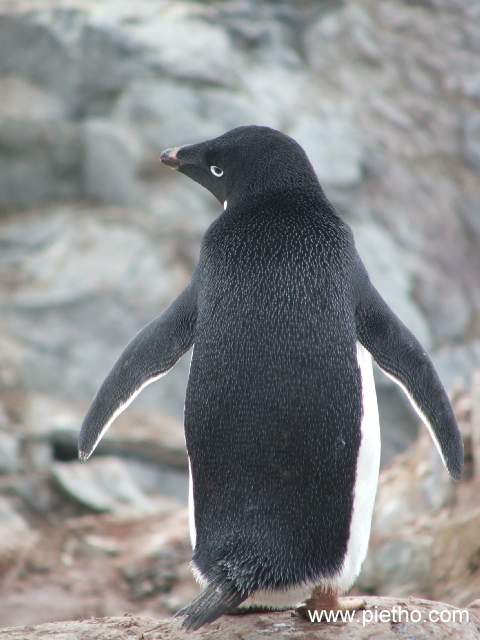 Pingu show